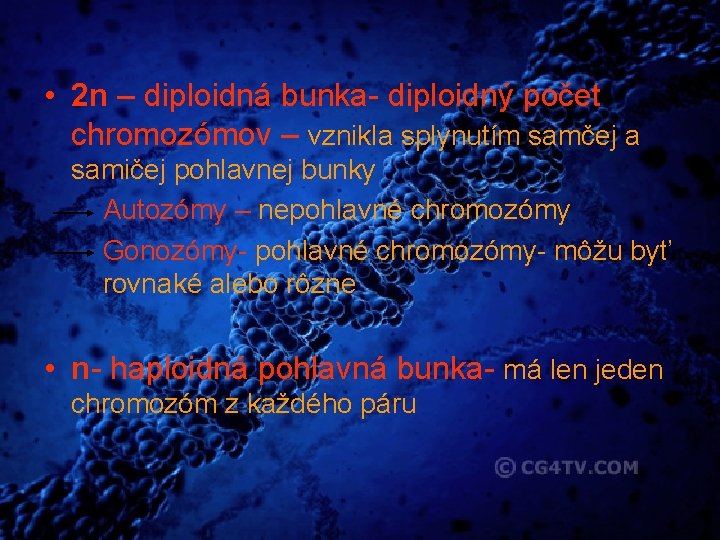  • 2 n – diploidná bunka- diploidný počet chromozómov – vznikla splynutím samčej