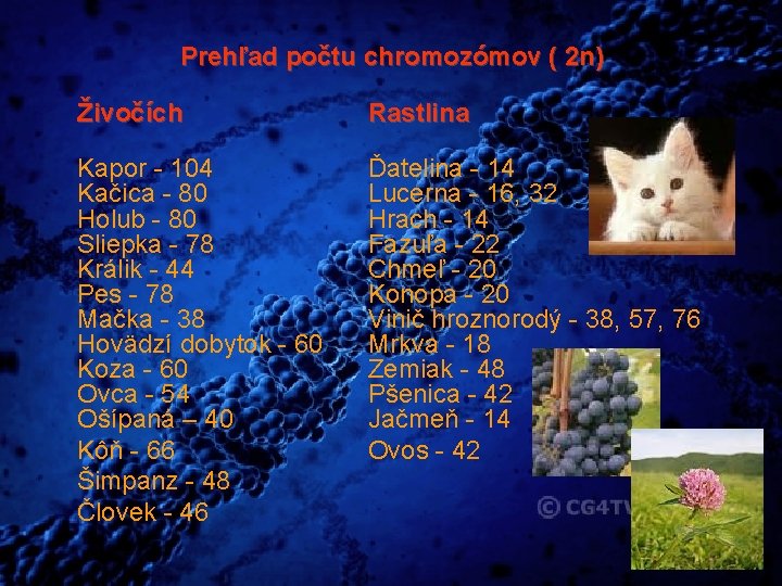 Prehľad počtu chromozómov ( 2 n) Živočích Rastlina Kapor - 104 Kačica - 80