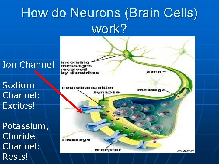How do Neurons (Brain Cells) work? Ion Channel Sodium Channel: Excites! Potassium, Choride Channel: How do Neurons (Brain Cells) work? Ion Channel Sodium Channel: Excites! Potassium, Choride Channel: