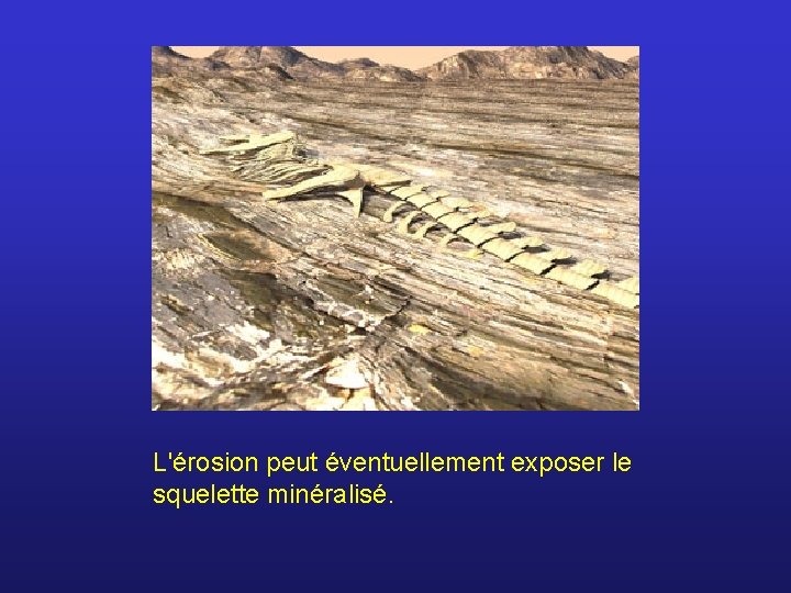 L'érosion peut éventuellement exposer le squelette minéralisé. 