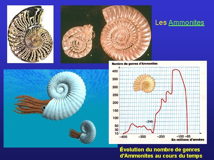Les Ammonites Évolution du nombre de genres d'Ammonites au cours du temps 