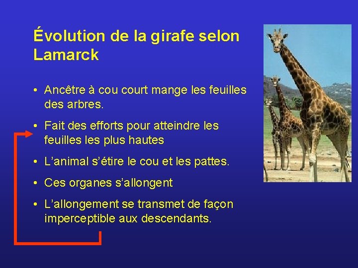 Évolution de la girafe selon Lamarck • Ancêtre à court mange les feuilles des