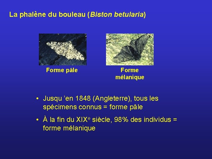 La phalène du bouleau (Biston betularia) Forme pâle Forme mélanique • Jusqu ’en 1848