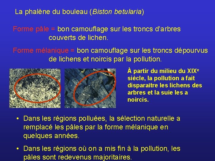 La phalène du bouleau (Biston betularia) Forme pâle = bon camouflage sur les troncs