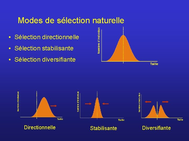 Modes de sélection naturelle • Sélection directionnelle • Sélection stabilisante • Sélection diversifiante Directionnelle