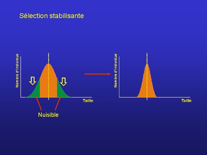 Sélection stabilisante Nuisible 