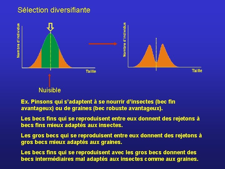 Sélection diversifiante Nuisible Ex. Pinsons qui s’adaptent à se nourrir d’insectes (bec fin avantageux)