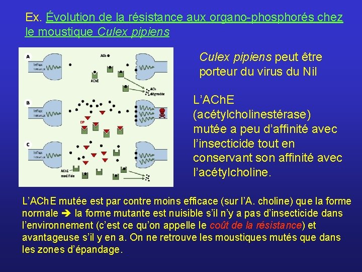 Ex. Évolution de la résistance aux organo-phosphorés chez le moustique Culex pipiens peut être