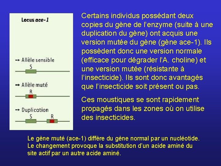 Certains individus possédant deux copies du gène de l’enzyme (suite à une duplication du