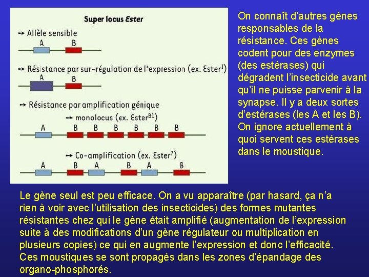 On connaît d’autres gènes responsables de la résistance. Ces gènes codent pour des enzymes