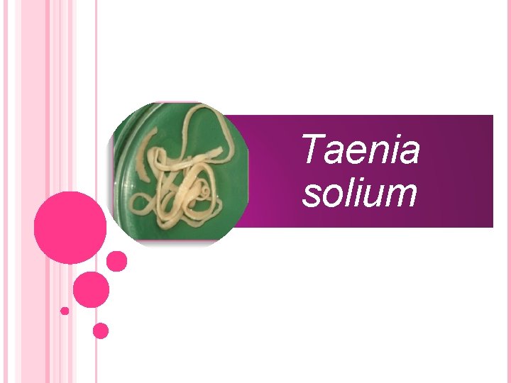 Taenia solium 