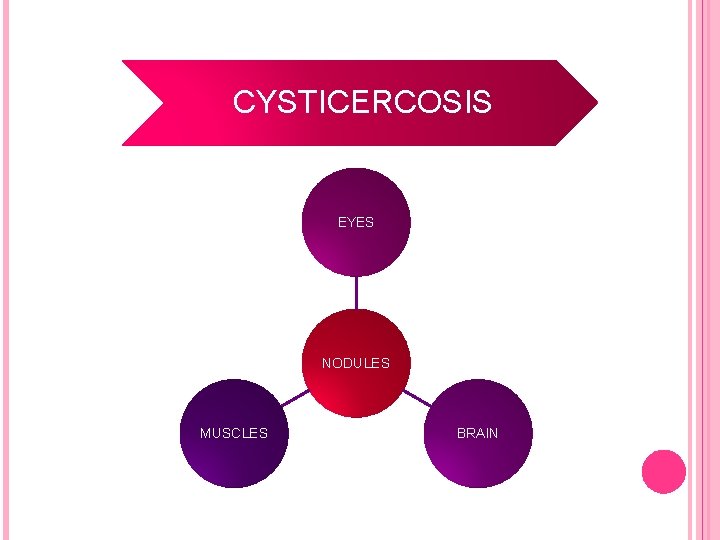 CYSTICERCOSIS EYES NODULES MUSCLES BRAIN 13 