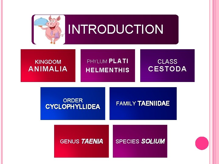 INTRODUCTION PLATI HELMENTHIS PHYLUM KINGDOM ANIMALIA ORDER CYCLOPHYLLIDEA GENUS TAENIA CLASS CESTODA FAMILY TAENIIDAE