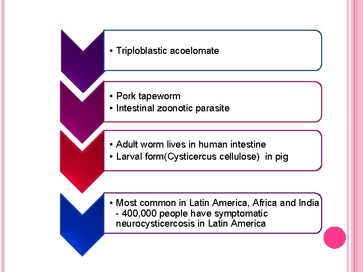  • Triploblastic acoelomate • Pork tapeworm • Intestinal zoonotic parasite • Adult worm