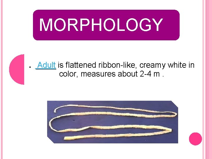 MORPHOLOGY. Adult is flattened ribbon-like, creamy white in color, measures about 2 -4 m.