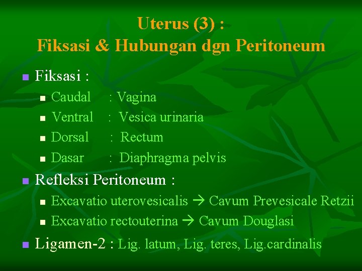 Uterus (3) : Fiksasi & Hubungan dgn Peritoneum n Fiksasi : n n n