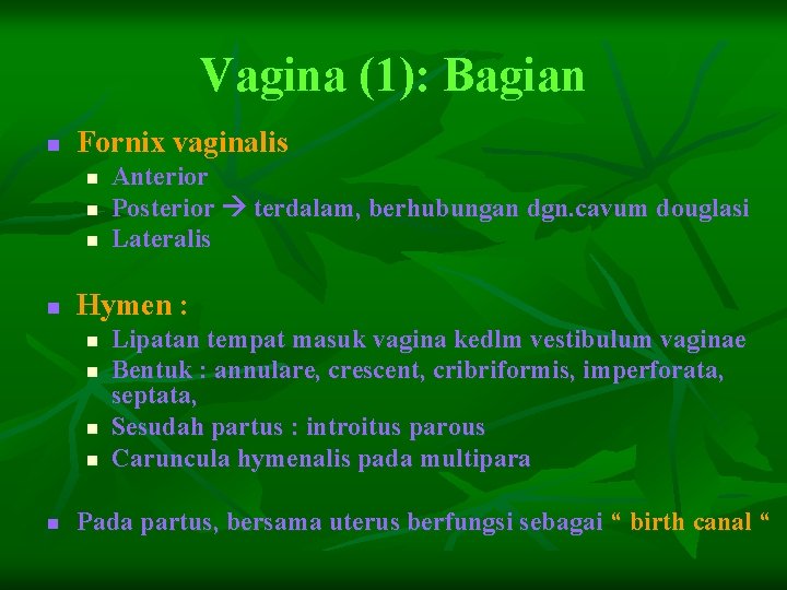 Vagina (1): Bagian n Fornix vaginalis n n Hymen : n n n Anterior