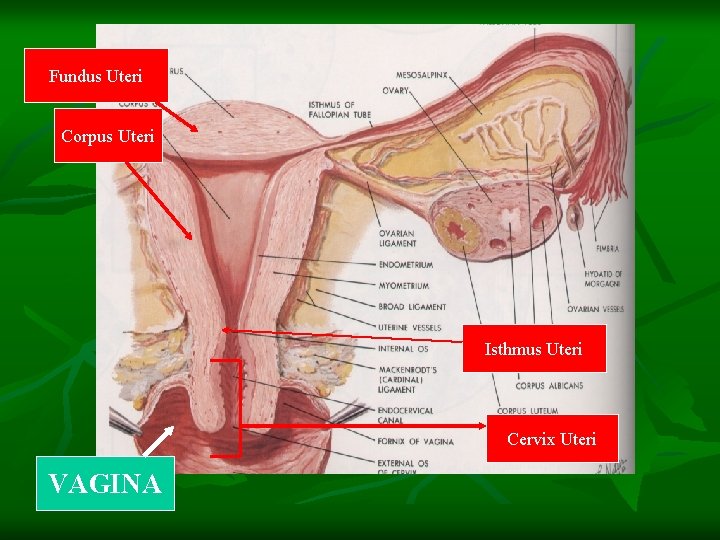 Fundus Uteri Corpus Uteri Isthmus Uteri Cervix Uteri VAGINA 