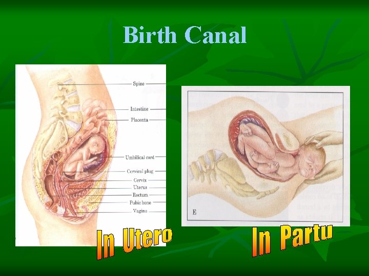 Birth Canal 