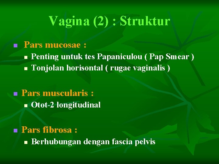 Vagina (2) : Struktur n Pars mucosae : n n n Pars muscularis :