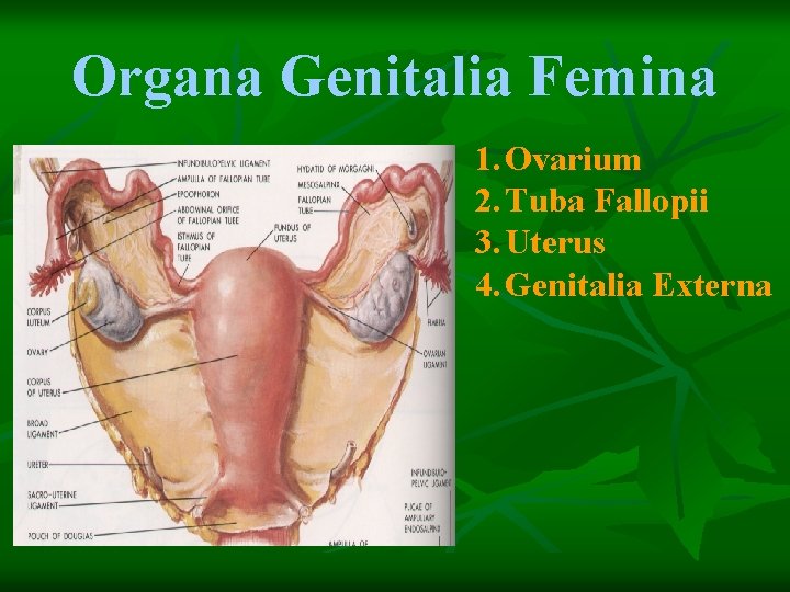 Organa Genitalia Femina 1. Ovarium 2. Tuba Fallopii 3. Uterus 4. Genitalia Externa 