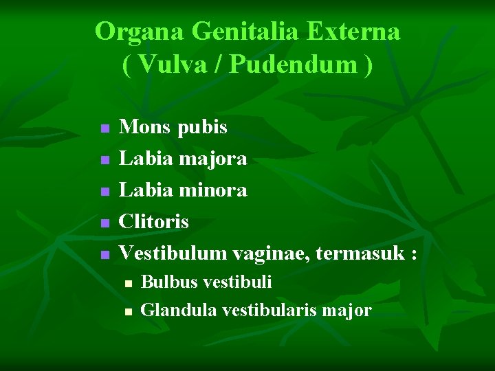 Organa Genitalia Externa ( Vulva / Pudendum ) n n n Mons pubis Labia
