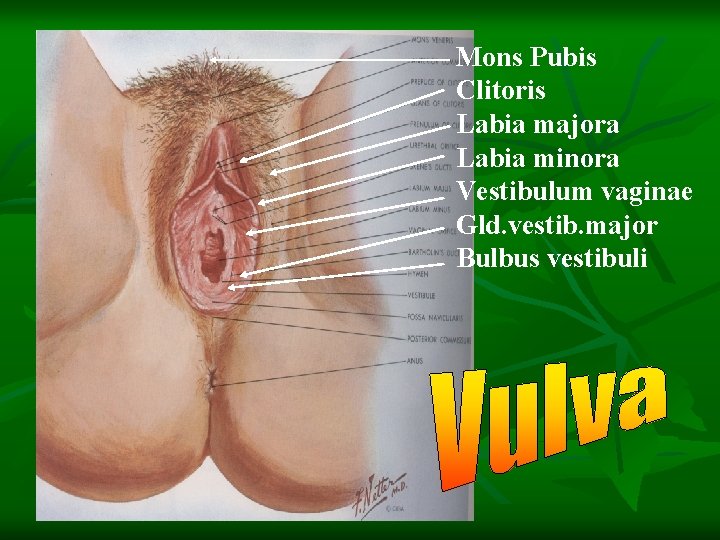 Mons Pubis Clitoris Labia majora Labia minora Vestibulum vaginae Gld. vestib. major Bulbus vestibuli