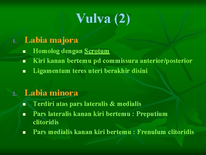 Vulva (2) 1. Labia majora n n n 2. Homolog dengan Scrotum Kiri kanan