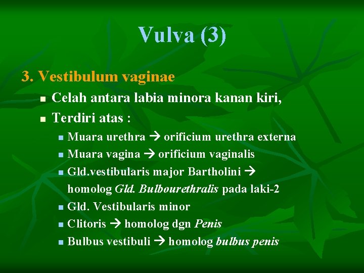 Vulva (3) 3. Vestibulum vaginae n n Celah antara labia minora kanan kiri, Terdiri