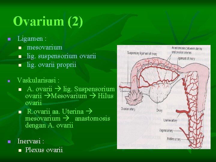 Ovarium (2) n n n Ligamen : n mesovarium n lig. suspensorium ovarii n