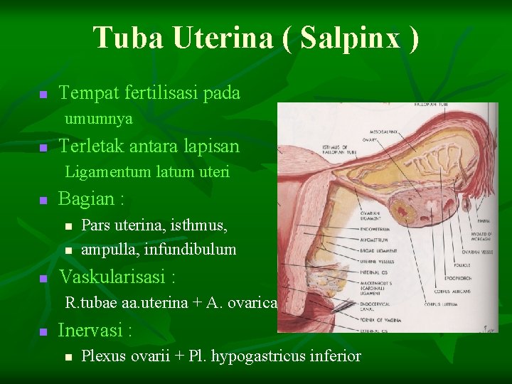 Tuba Uterina ( Salpinx ) n Tempat fertilisasi pada umumnya n Terletak antara lapisan