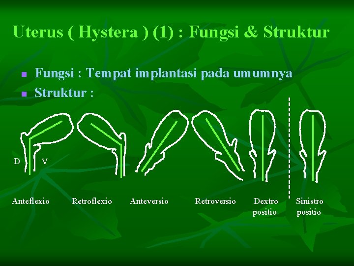 Uterus ( Hystera ) (1) : Fungsi & Struktur n n D Fungsi :