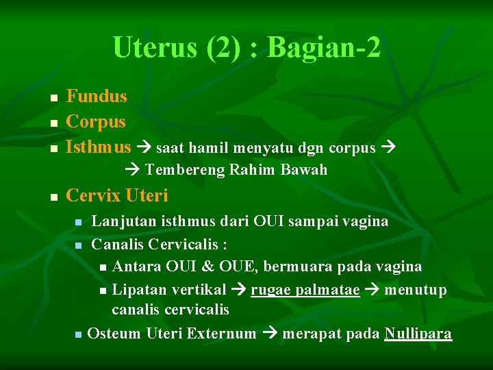 Uterus (2) : Bagian-2 n n n Fundus Corpus Isthmus saat hamil menyatu dgn
