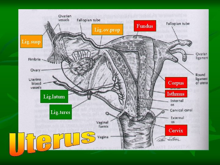 Lig. ov. prop Fundus Lig. susp Corpus Lig. latum Isthmus Lig. teres Cervix 