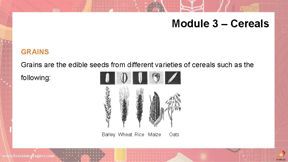 Module 3 – Cereals GRAINS Grains are the edible seeds from different varieties of Module 3 – Cereals GRAINS Grains are the edible seeds from different varieties of