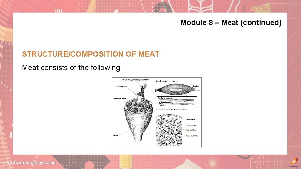 Module 8 – Meat (continued) STRUCTURE/COMPOSITION OF MEAT Meat consists of the following: www. Module 8 – Meat (continued) STRUCTURE/COMPOSITION OF MEAT Meat consists of the following: www.