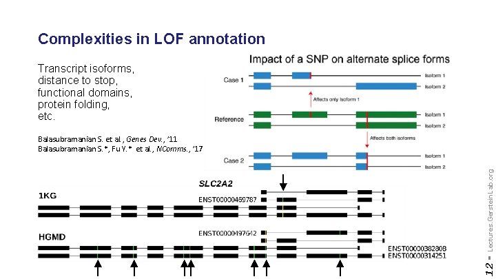 Complexities in LOF annotation Transcript isoforms, distance to stop, functional domains, protein folding, etc.
