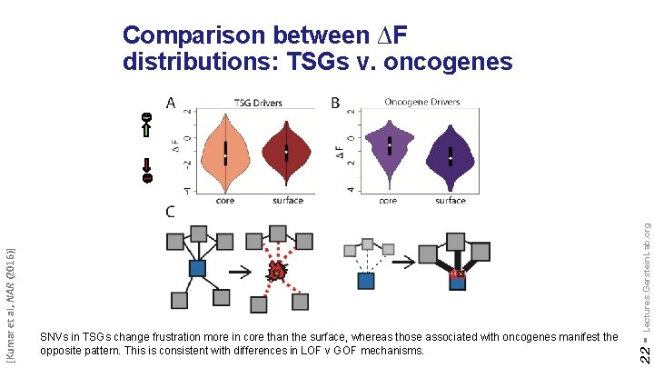 Lectures. Gerstein. Lab. org SNVs in TSGs change frustration more in core than the