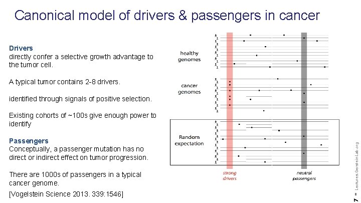 Canonical model of drivers & passengers in cancer Drivers directly confer a selective growth