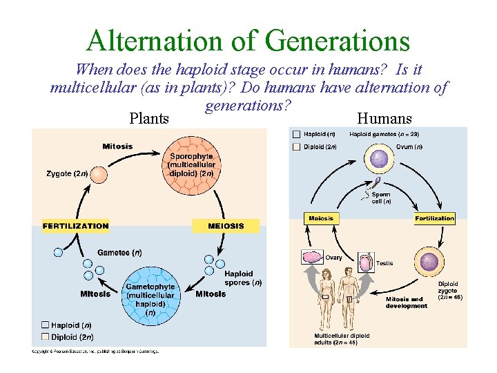 Alternation of Generations When does the haploid stage occur in humans? Is it multicellular