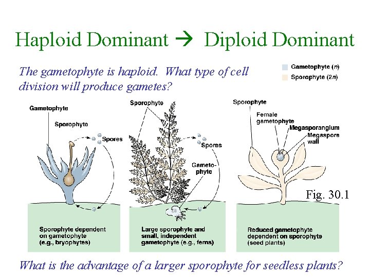 Haploid Dominant Diploid Dominant The gametophyte is haploid. What type of cell division will