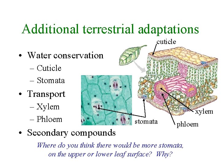 Additional terrestrial adaptations cuticle • Water conservation – Cuticle – Stomata • Transport –