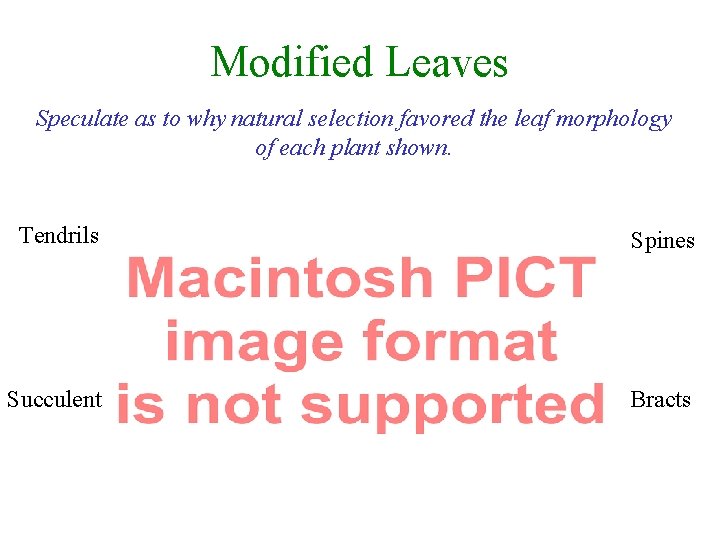 Modified Leaves Speculate as to why natural selection favored the leaf morphology of each