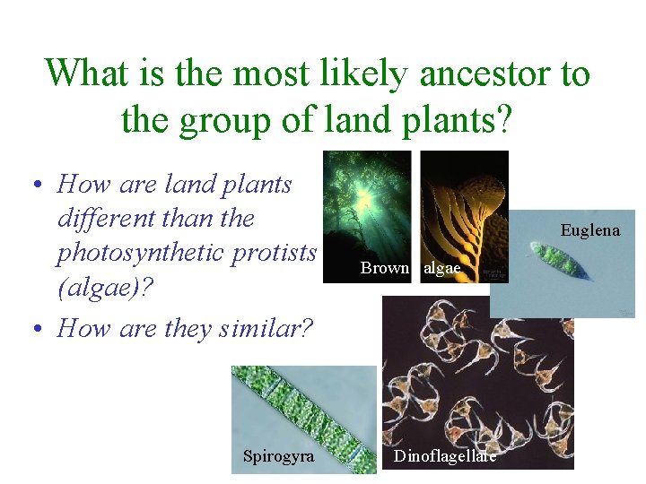 What is the most likely ancestor to the group of land plants? • How