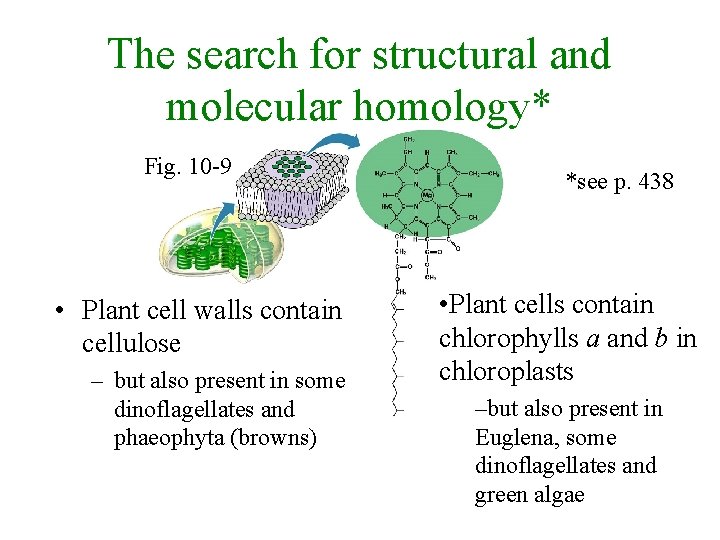 The search for structural and molecular homology* Fig. 10 -9 • Plant cell walls