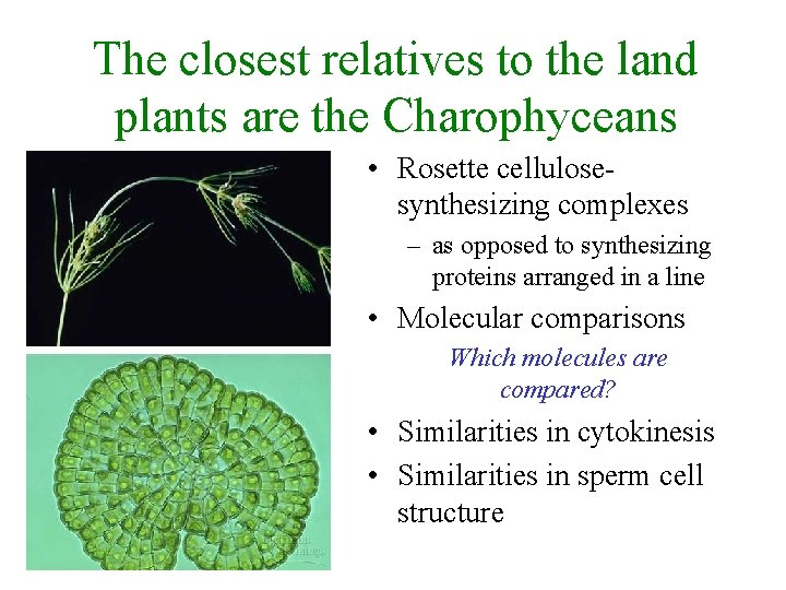 The closest relatives to the land plants are the Charophyceans • Rosette cellulosesynthesizing complexes