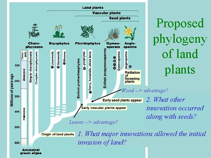 Proposed phylogeny of land plants Wood --> advantage? Leaves --> advantage? 2. What other