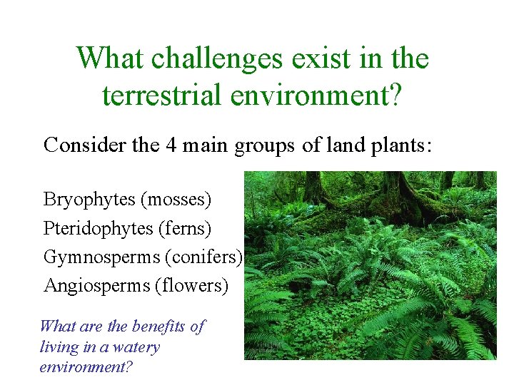 What challenges exist in the terrestrial environment? Consider the 4 main groups of land