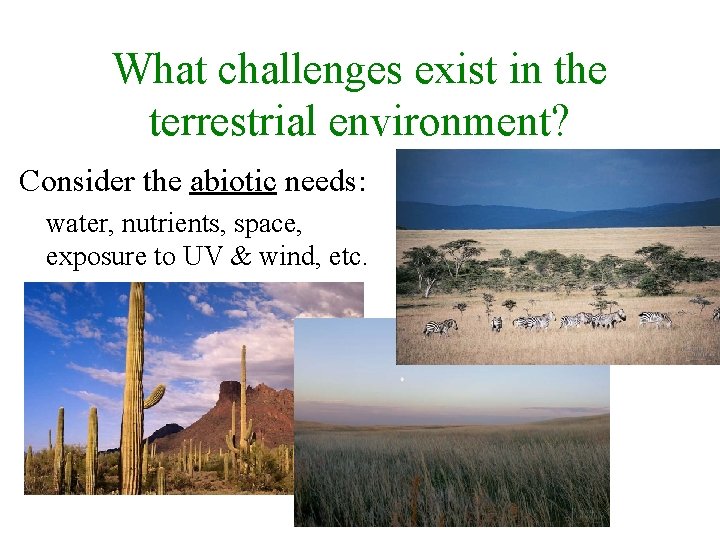 What challenges exist in the terrestrial environment? Consider the abiotic needs: water, nutrients, space,