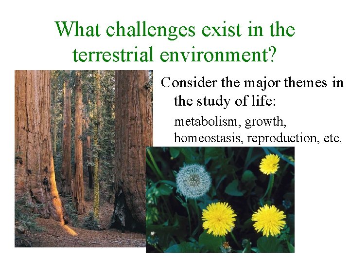 What challenges exist in the terrestrial environment? Consider the major themes in the study